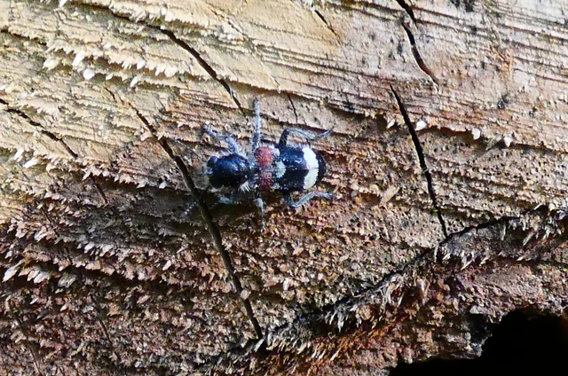 Clerus mutillarius - feketenyakú szúfarkas