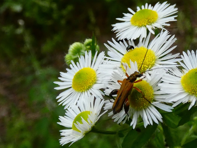 Oedemera podagrariae - székfű-álcincér