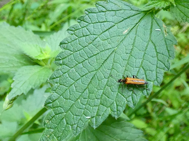 Oedemera femorata - sárgahátú álcincér