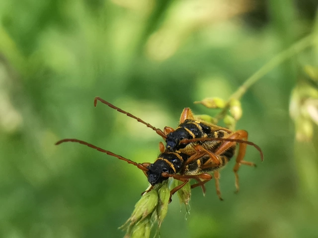 Stenopterus flavicornis - sárgacsápú keskenyfedőscincér