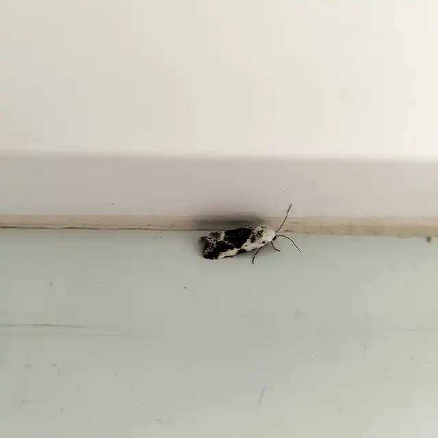 Ponometia candefacta - parlagfűbagoly