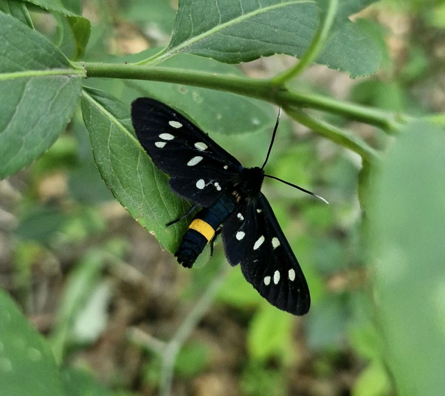 Amata phegea - fehérpettyes álcsüngőlepke
