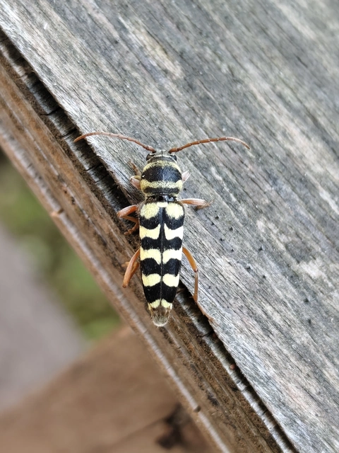 Echinocerus floralis - lucerna-darázscincér