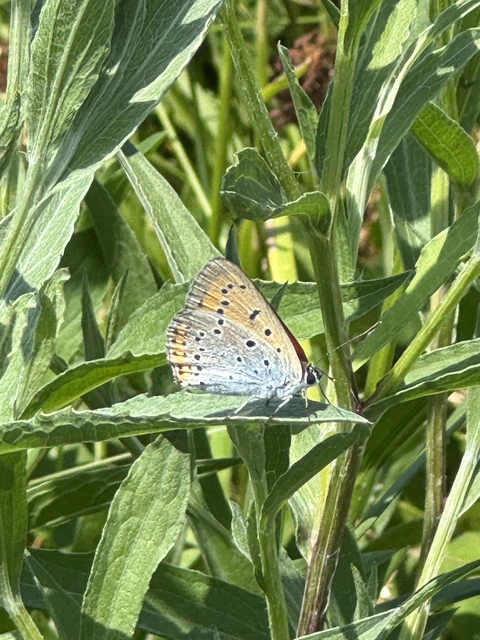 Lycaena dispar rutilus - nagy tűzlepke