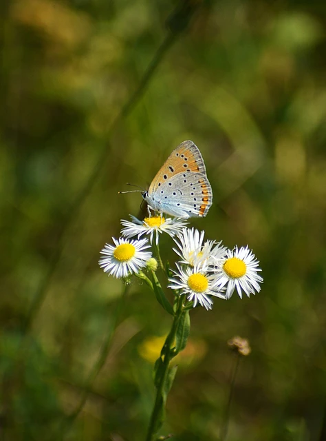 Lycaena dispar rutilus - nagy tűzlepke