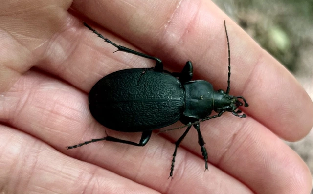 Carabus coriaceus - bőrfutrinka