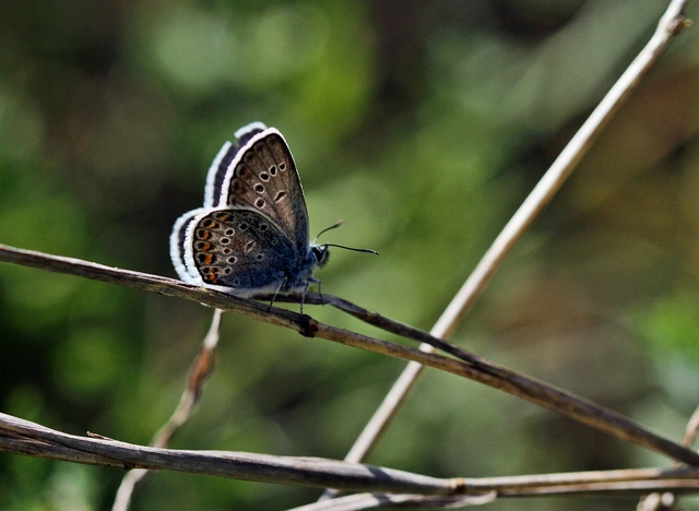 Plebejus argus - ezüstös boglárka
