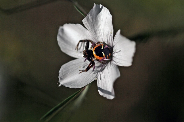 Synema globosum/ornatum