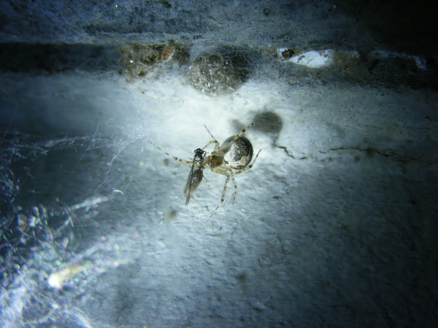 Theridion