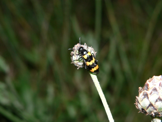 Mylabris variabilis - szalagos hólyaghúzó Mylabris variabilis - szalagos hólyaghúzó