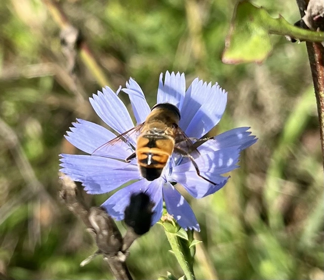 Eristalis tenax - közönséges herelégy