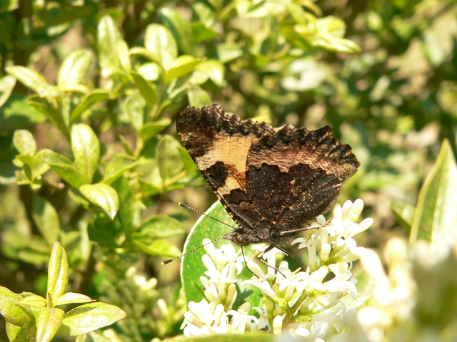 Nymphalis urticae - kis rókalepke Nymphalis urticae - kis rókalepke