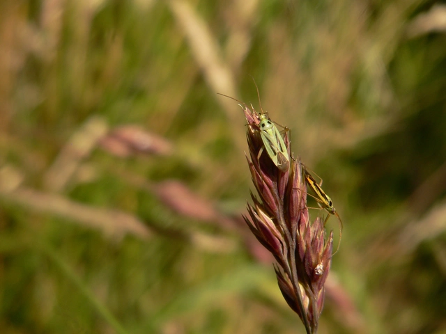 Stenotus binotatus - kétfoltos mezeipoloska