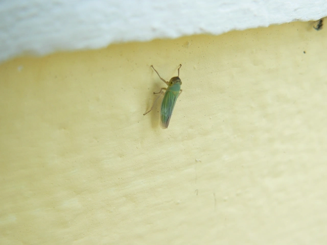 Cicadella viridis - méregzöld kabóca