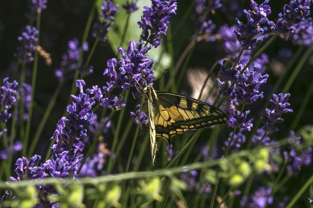 Papilio machaon - fecskefarkú lepke
