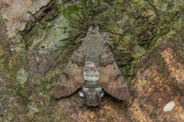 Macroglossum stellatarum - kacsafarkú szender