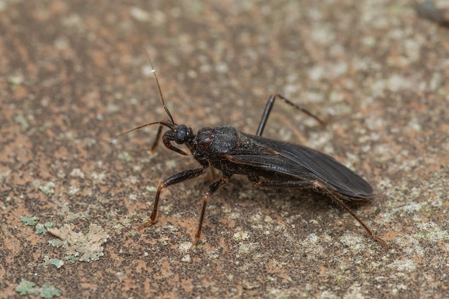 Reduvius personatus - szemetes zugpoloska