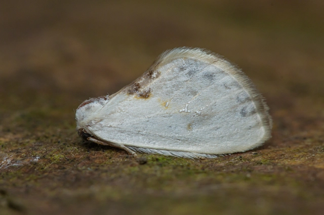 Cilix glaucata - törpe sarlósszövő