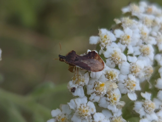 Phymata crassipes - fogólábú poloska