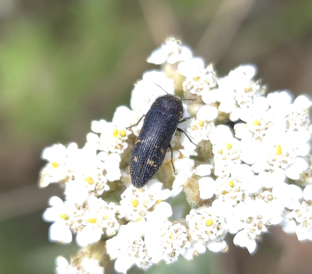 Acmaeoderella flavofasciata - sárgacsíkos zömökdíszbogár