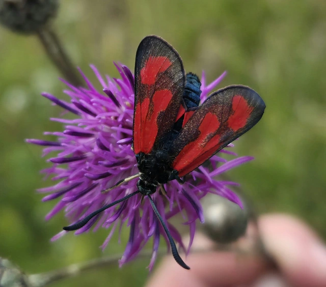 Zygaena loti - közönséges csüngőlepke