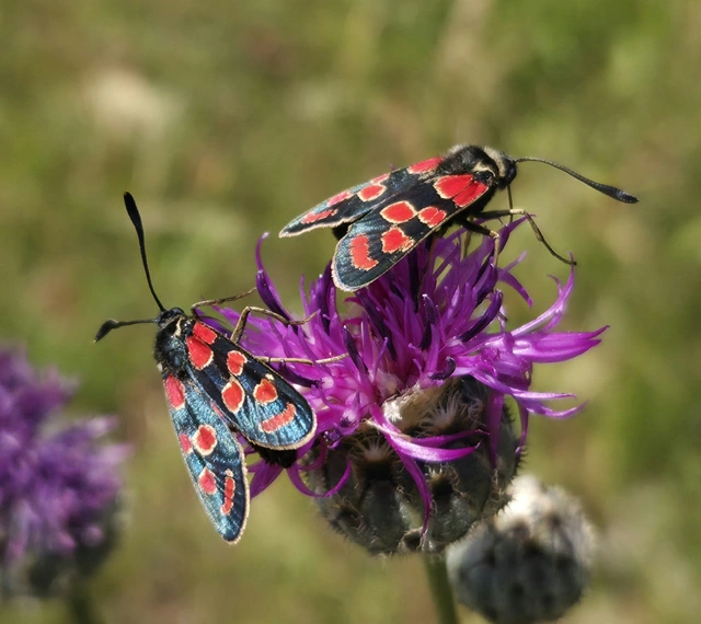 Zygaena carniolica - fehérgyűrűs csüngőlepke