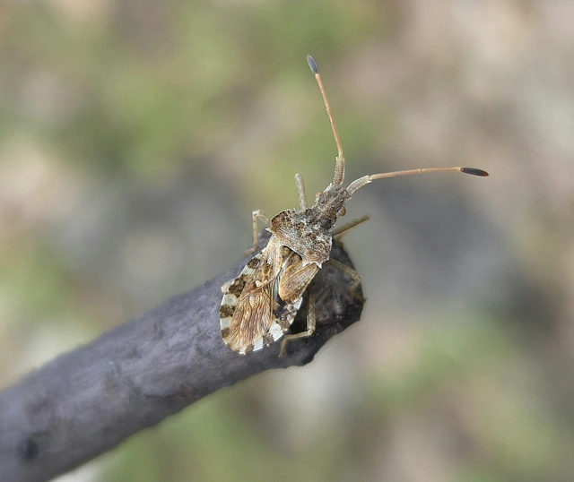 Centrocoris
