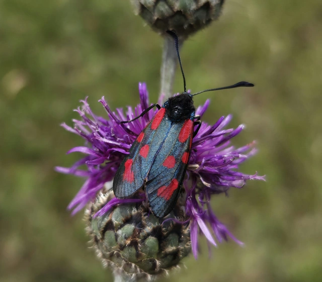 Zygaena filipendulae - acélszínű csüngőlepke