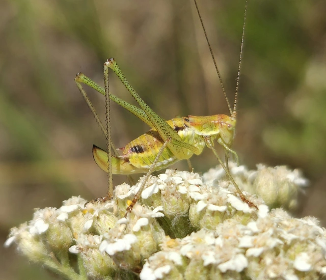 Leptophyes