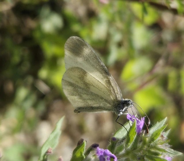 Leptidea sinapis - mustárlepke