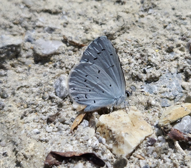 Celastrina argiolus - bengeboglárka