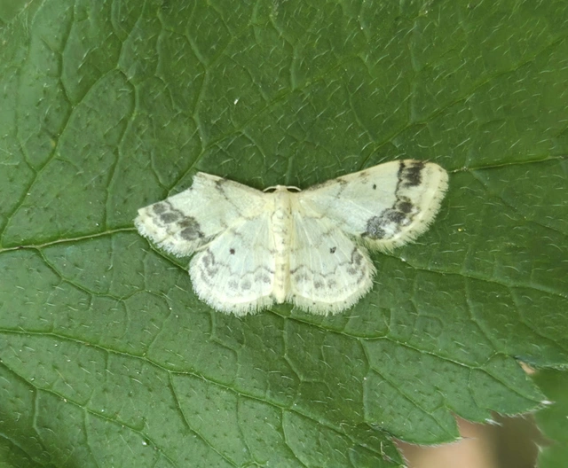 Idaea trigeminata - csúcsfoltos apróaraszoló