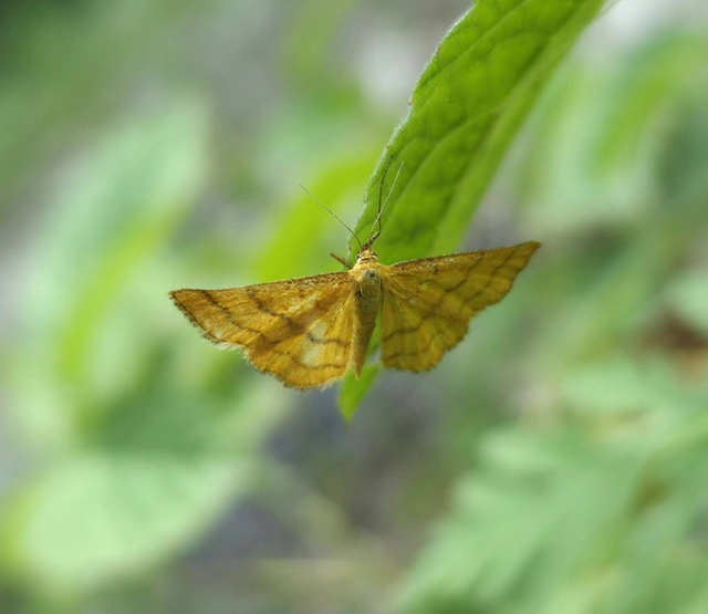 Idaea aureolaria - aranyos sávosaraszoló