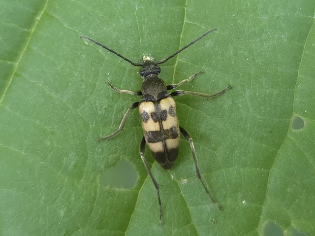 Pachytodes erraticus - rajzos virágcincér