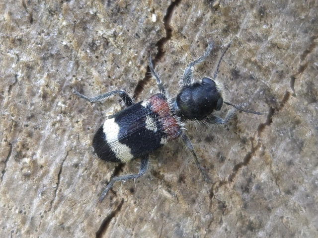 Clerus mutillarius - feketenyakú szúfarkas