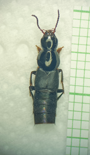 Quedius lateralis - sárgaszegélyes mohaholyva