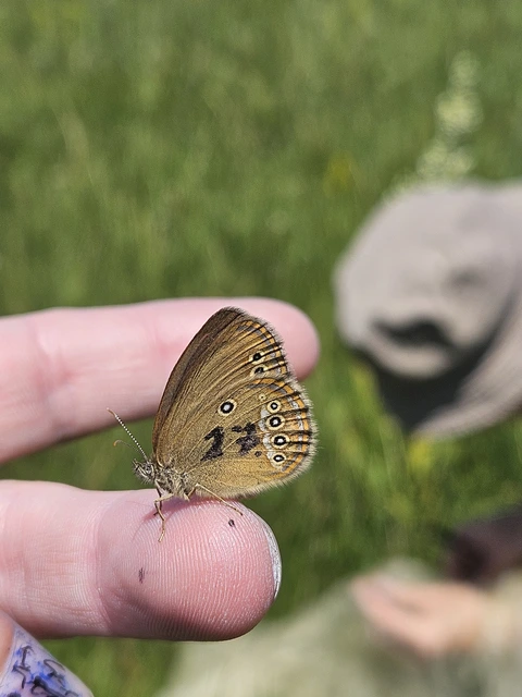 Coenonympha oedippus - ezüstsávos szénalepke
