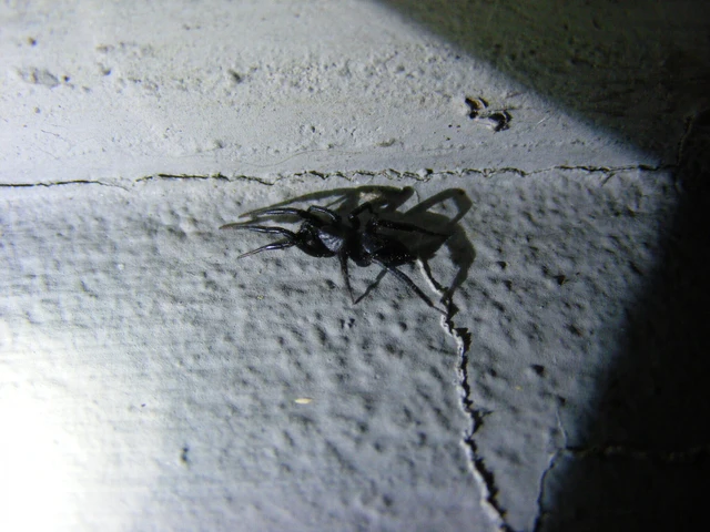 Gnaphosidae - kövipókok