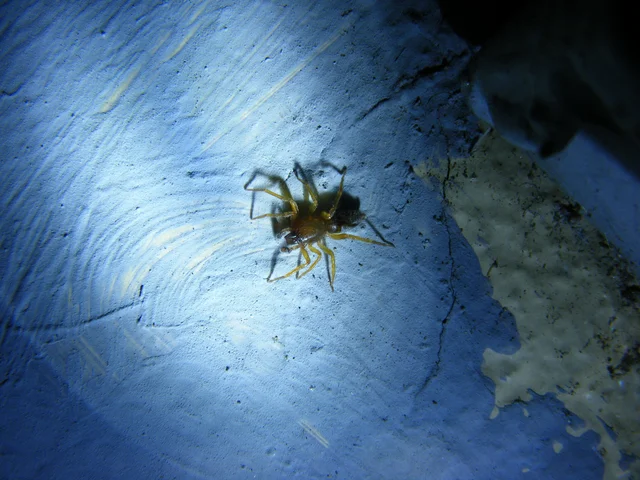 Clubionidae - kalitpókok
