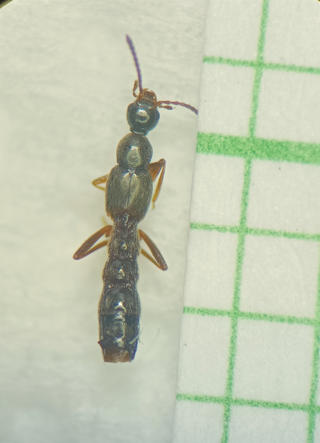Tachyusa constricta - szúnyogképű cingárholyva