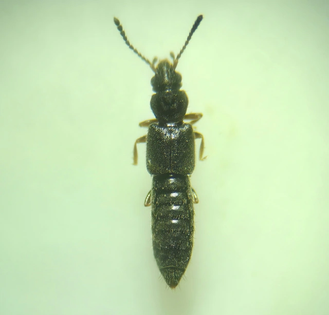 Carpelimus erichsoni - rovátkás iszapholyva Carpelimus erichsoni - rovátkás iszapholyva