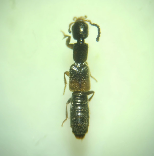 Neobisnius procerulus - kétszínű ganajholyva