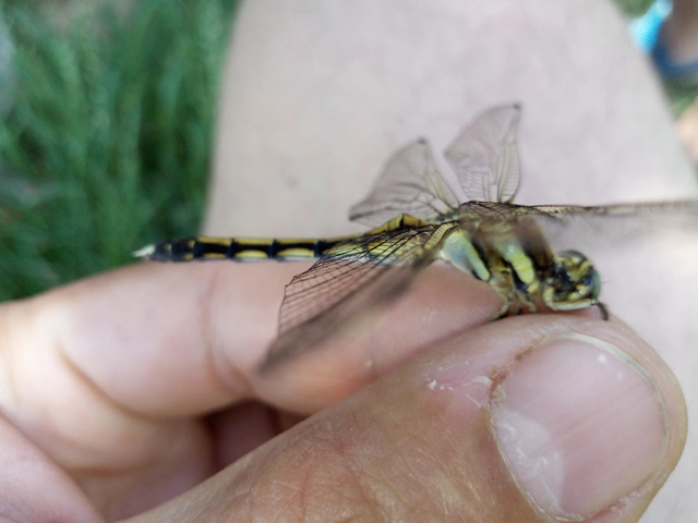 Orthetrum albistylum - fehérfarkú pásztorszitakötő