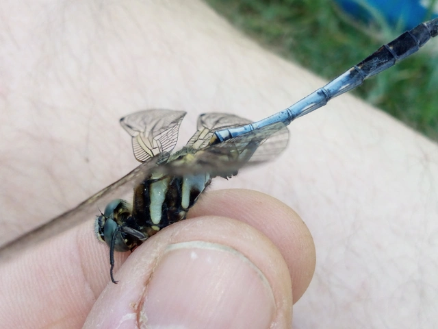 Orthetrum albistylum - fehérfarkú pásztorszitakötő