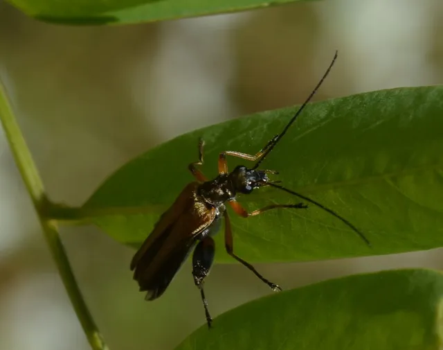 Oedemera podagrariae - székfű-álcincér