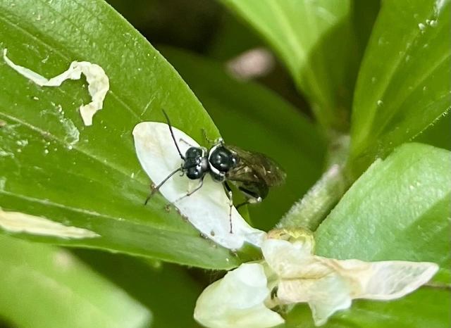 Macrophya