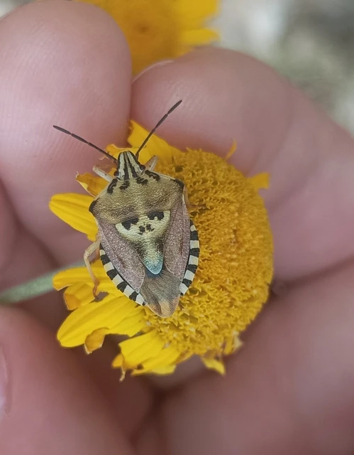 Carpocoris Carpocoris