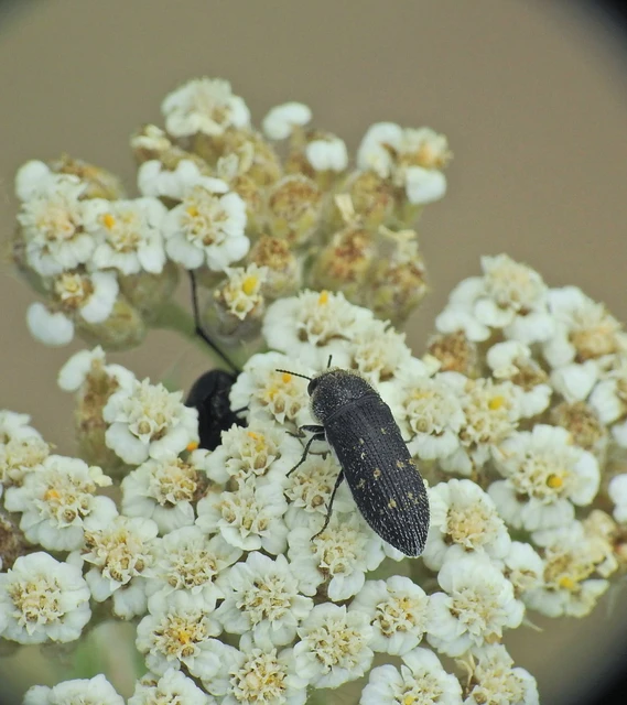 Acmaeoderella flavofasciata - sárgacsíkos zömökdíszbogár
