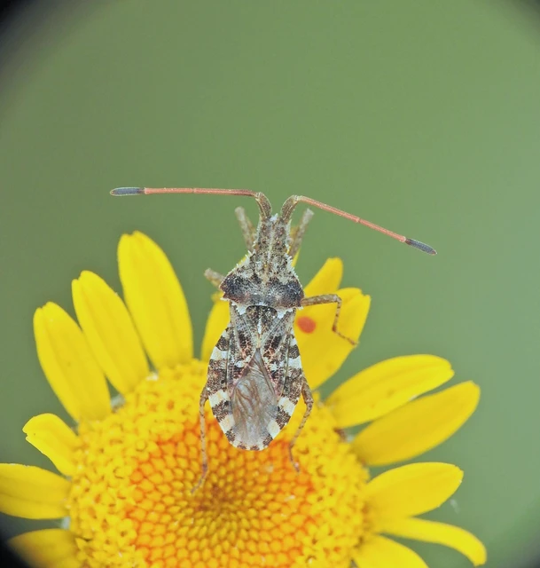 Centrocoris