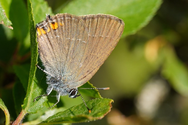 Satyrium acaciae - akác-csücsköslepke